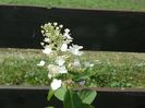 hydrangea pan. Tardiva