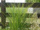 miscanthus sinensis