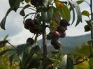 malus floribunda