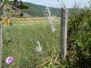 miscanthus sinensis Memory