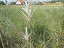 miscanthus sinensis Memory
