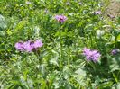 centaurea jacea