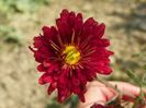 crizanteme Red Velvet