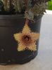 Huernia hystrix var. nova