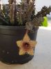 Huernia hystrix var. nova