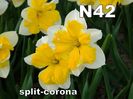 N42