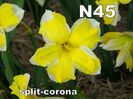 N45