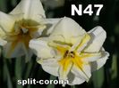 N47