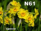 N61