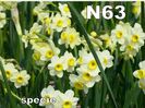 N63