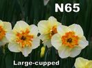 N65