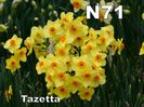 N71