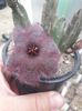 Stapelia obducta