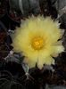 Astrophytum capricorne