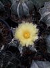Astrophytum capricorne
