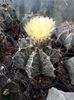 Astrophytum capricorne