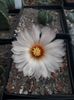 Astrophytum asterias