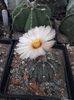 Astrophytum asterias