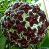 hoya-aff-pubicalyx-black-dragon