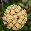 hoya-bicolor-flori-parfumate