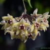 hoya-buotii-parfumata-2