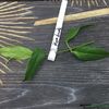 hoya-buotii-parfumata