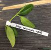 hoya-coronaria-white-flori-albe-uriase-si-parfumate-2