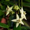 hoya-coronaria-white-flori-albe-uriase-si-parfumate