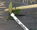 hoya-elliptica-small-leaves-2