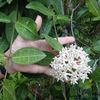 hoya-elliptica-small-leaves