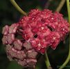 hoya-excavata-parfum-de-vanilie
