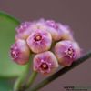 hoya-heuschkeliana-pink-parfumata