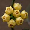 hoya-heuschkeliana-yellow-parfumata