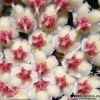 hoya-imbricata-parfum-dulce