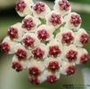 hoya-kerrii-albomarginata-parfumata