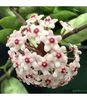 hoya-krinkle-8