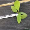 hoya-micrantha-parfumata-2