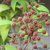 hoya-micrantha-parfumata