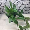 hoya-obscura-flori-parfumate