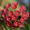 hoya-siariae-red-parfumata-2