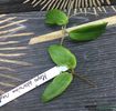 hoya-siariae-red-parfumata-3