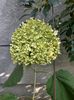 Hortensia Annabelle