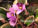 Senk s Beanstalk