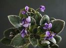 Senk s Beanstalk