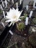 Echinopsis Calochlora