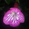 Sinningia MG's Purple zebra