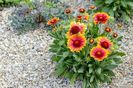 Add-Gaillardia-to-the-Xyriscaped-Garden