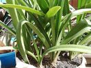 Bulbi Hippeastrum, 10 ron si 12 ron/buc
