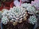 Echeveria rundelli