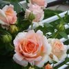 polka-trandafir-urcator-1_2048x (1)